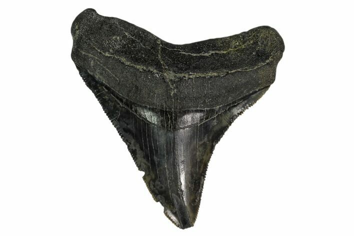 Serrated, Fossil Megalodon Tooth - South Carolina #150028